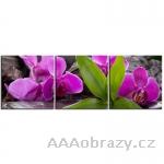 Obraz 3D - 90x30cm - orchideje