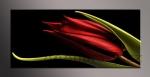 LED obraz 120x50cm vzor erven tulipn