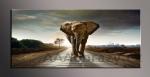 LED obraz 120x50cm vzor - bc slon, afrika