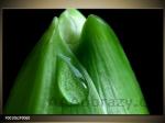 Obraz 90x60cm - MAKRO - zelen tulipn a kapka vody