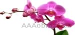 Samolepka na ze 100x50cm - vzor Orchidej rov