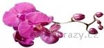 Samolepka na ze 100x50cm - vzor orchidej fialov