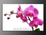 LED obraz 80x60cm vzor 347 rov orchidej
