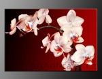LED obraz 80x60cm vzor - 424 orchideje