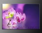 LED obraz 80x60cm vzor 731 orchideje