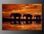 LED obraz 100x70cm vzor 310, zpad slunce, afrika, slon