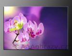 LED obraz 100x70cm vzor 731 orchideje