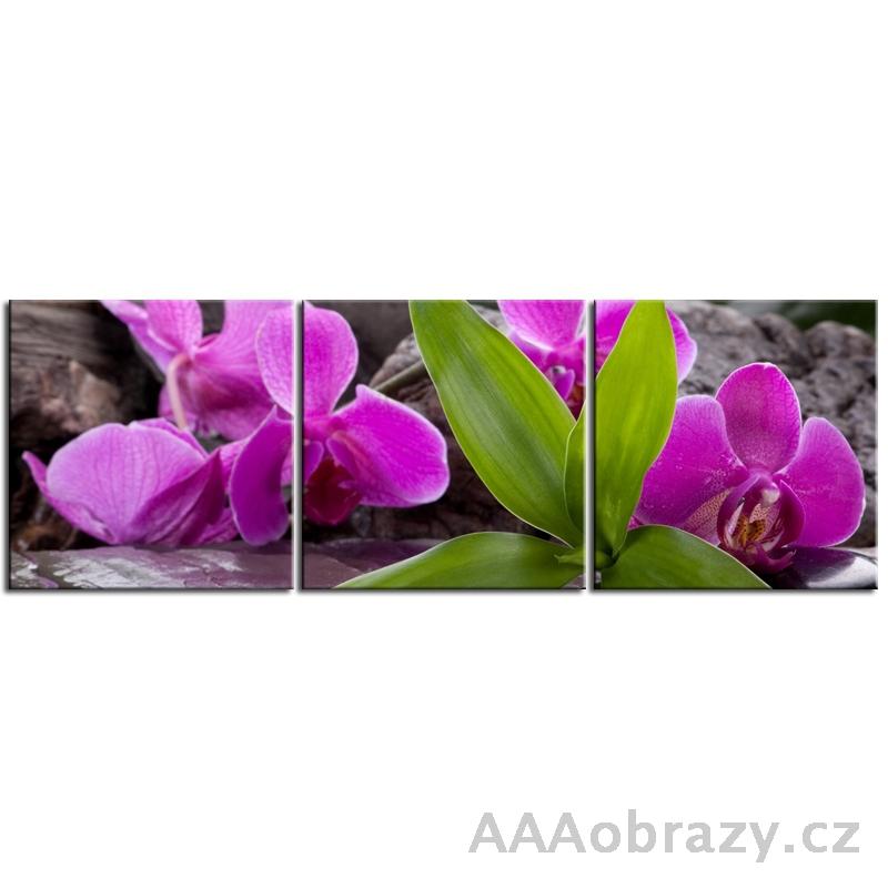 Obraz 3D - 90x30cm - orchideje