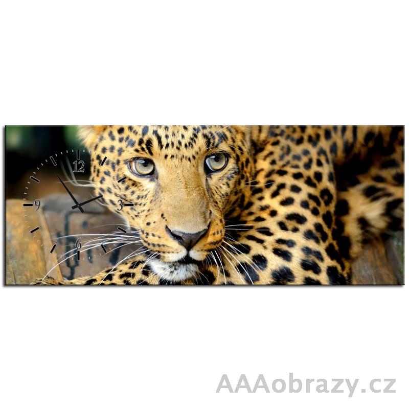 Obraz s hodinami 100x40cm - jaguar