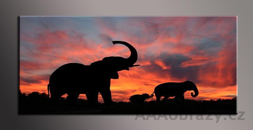 LED obraz 120x50cm vzor  afrika - sloni pi zpadu slunce