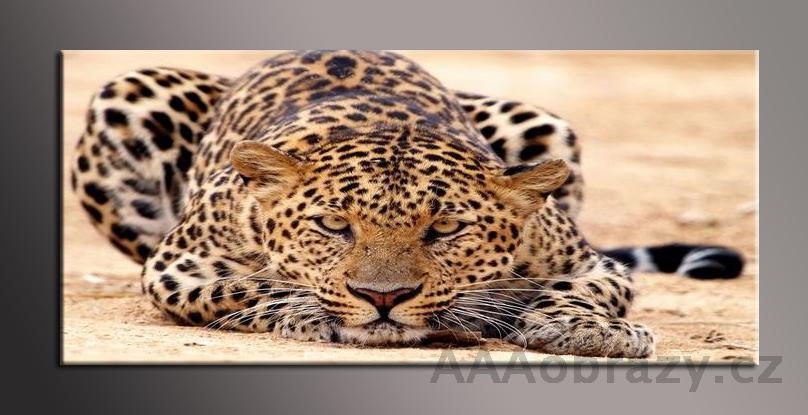 LED obraz 120x50cm vzor - jaguar