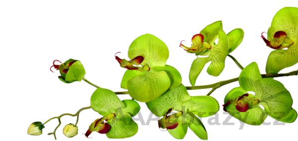 Samolepka na ze 100x50cm - vzor orchidej