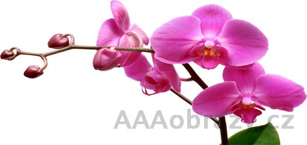 Samolepka na ze 100x50cm - vzor Orchidej rov