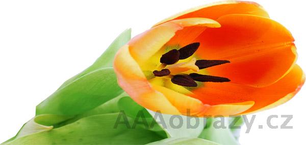 Samolepka na ze 100x50cm - vzor tulipn