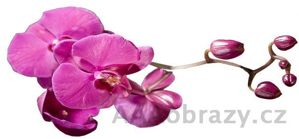 Samolepka na ze 100x50cm - vzor orchidej fialov