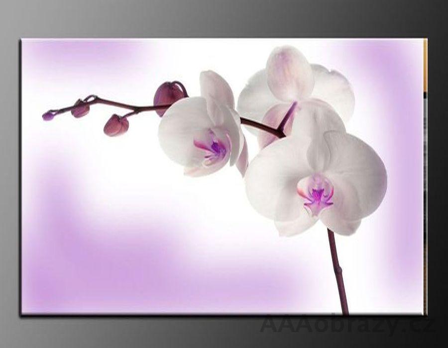 LED obraz 80x60cm vzor 62 orchideje