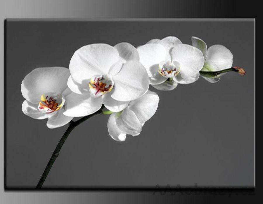 LED obraz 80x60cm vzor 237 orchideje