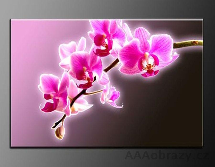 LED obraz 80x60cm vzor 397 rov orchidej