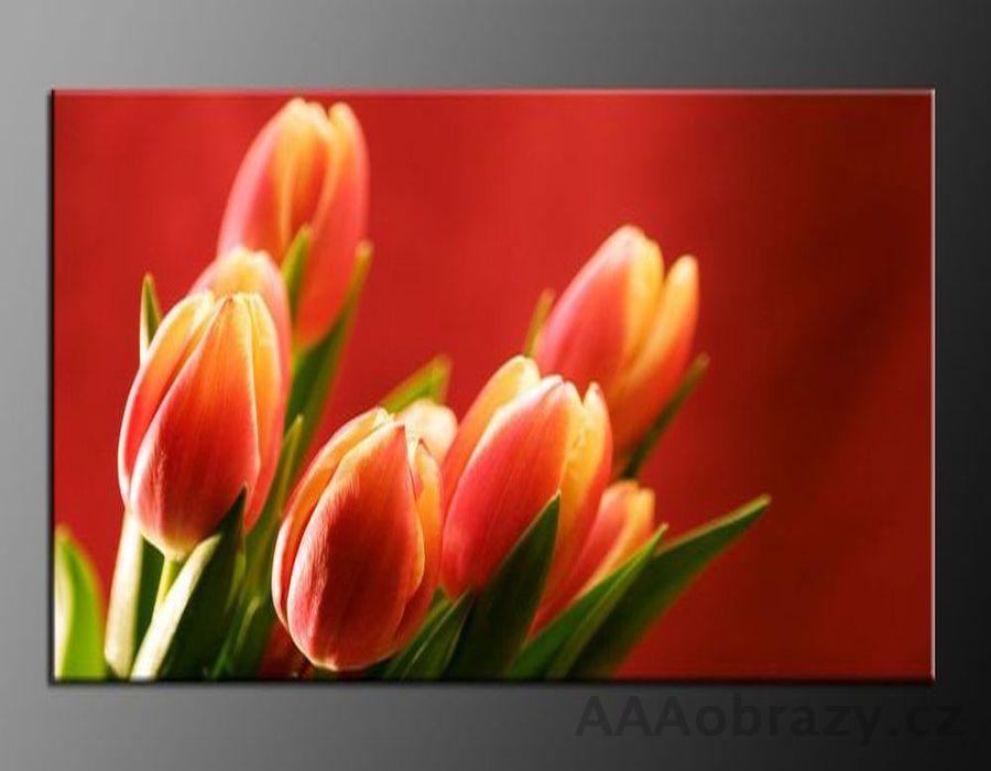 LED obraz 80x60cm vzor 587 tulipny