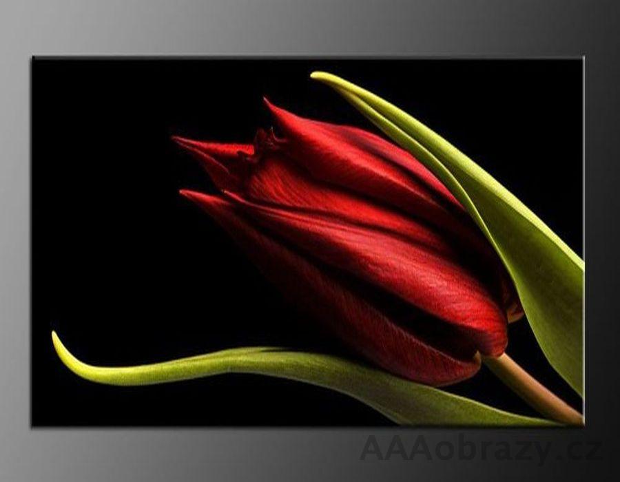 LED obraz 80x60cm vzor879 tulipn