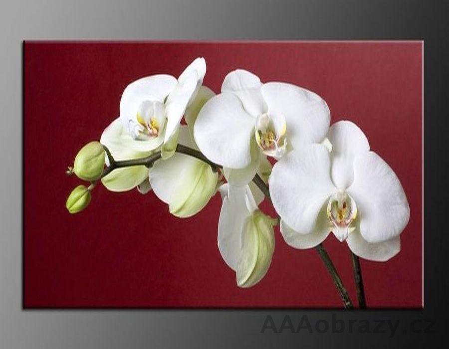 LED obraz 100x70cm vzor 806 bl orchidej