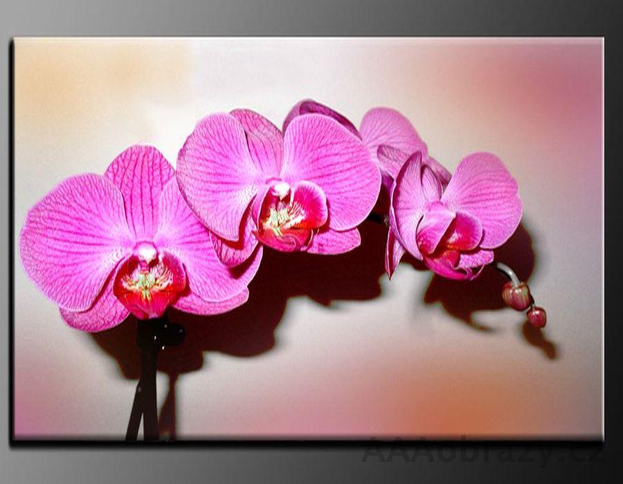 LED obraz 100x70cm vzor 1002 rov orchideje