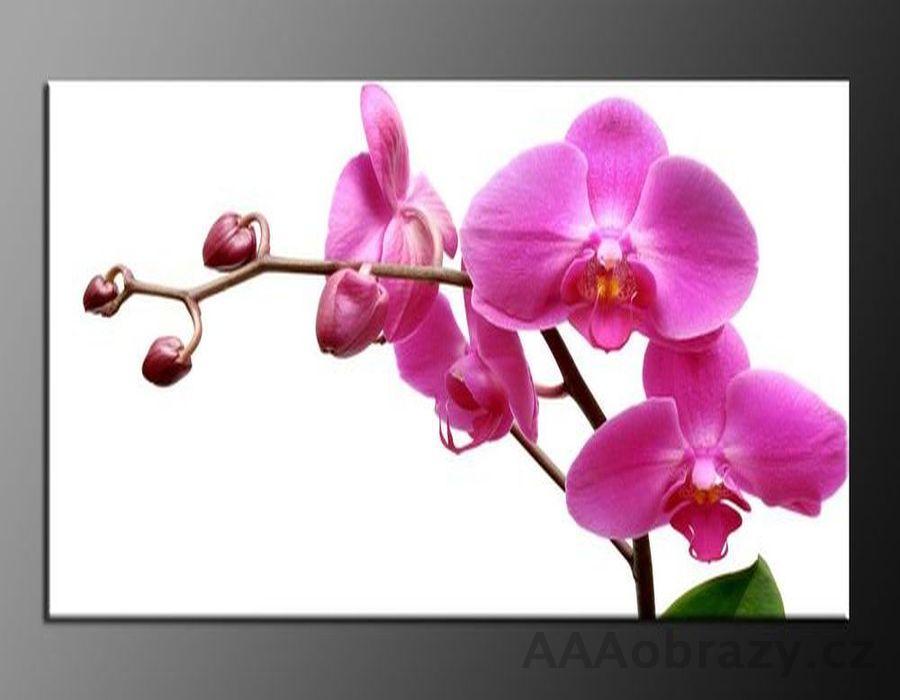 LED obraz 120x80cm vzor 347 rov orchidej