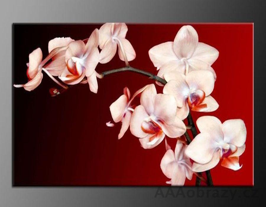 LED obraz 120x80cm vzor - 424 orchideje