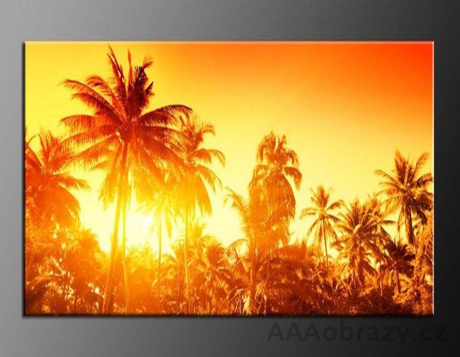 LED obraz 120x80cm vzor 499 vchod slunce, palma