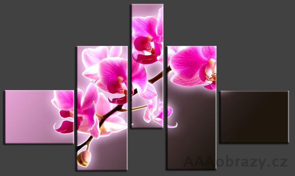 Obraz 5D 165x100cm vzor 25 rov orchidej