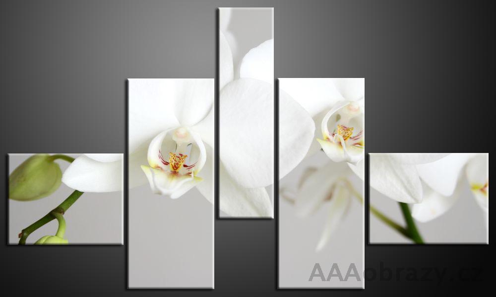 Obraz 5D 165x100cm vzor 194 bl orchidej