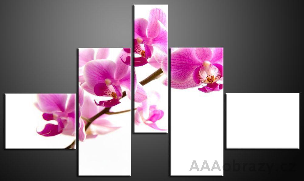 Obraz 5D 165x100cm vzor 306 rov orchidej